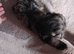 Amazing cockapoo