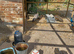 Peahens for sale