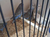 Baby Budgies