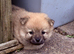 Papillon x Pomeranian Puppies for Sale