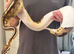 Ball python female with viv