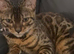 Bengal kittens