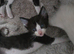 Heavily reduced ready now half siamese half sphynx
