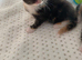 For Sale 5 beautiful kittens!