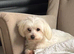 MALTIPOO pups