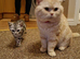 Cream male British shorthair