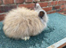 Baby rabbits