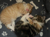 6 week old kittens