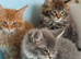 3 beautiful Maine coon boys available