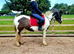 Welsh part bred 14.2hh mare
