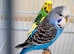 Pair of budgie for sale