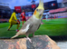 Cockatiels