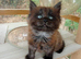 2 Beautiful Pure Breed Maine Coon Kittens