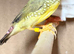 Male star finches