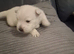 KC... REG...WEST.... ISLAND.....TERRIERS....