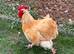 BUFF ORPINGTON COCKEREL