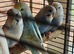 Budgies for sale