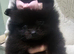 Puppys