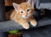 Cute Fluffy Kittens