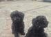 Cockapoo puppys