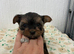 Yorkshire terrier puppy&rsquo;s