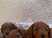 ️RED cockerpoo puppies️
