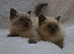 Beautiful Colourpoint British shorthair kittens— 2 Available