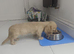 Beautiful True English Cream Long-Haired Miniature Dachshund Puppy – KC Registered