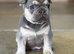 5 STAR FRENCH BULLDOGS