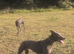 Very reluctant rehoming