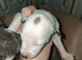 Whippet Puppies