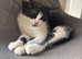 2 adorable kittens looking for their forever home