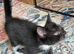 RAGDOLL MIX BOY READY NOW