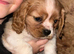 Cavalier King Charles puppies