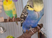 2 beautiful show budgies plus cage pair so not to be sold separately