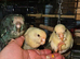 2 cream hand reared kakarikis. Ready weekend of the 27th June.