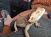 Breaded dragon