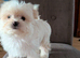 Maltese x Pomeranian Puppies
