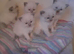 Ragdoll blue point kittens