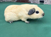 Baby guinea pigs