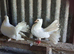 Homebred young Garden Fantail Pigeons/Doves