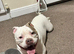 Beautiful Pocket Bully