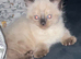 Beautiful Ragdoll female