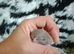 Dumbo baby rats