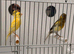 x2 males canary’s 2026