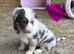 Gorgeous puppies