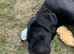 Cane corso puppy
