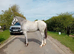 Irish Sports Horse