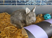 Grey Netherland dwarf female