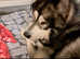Loving male malamute looking for a female to breed